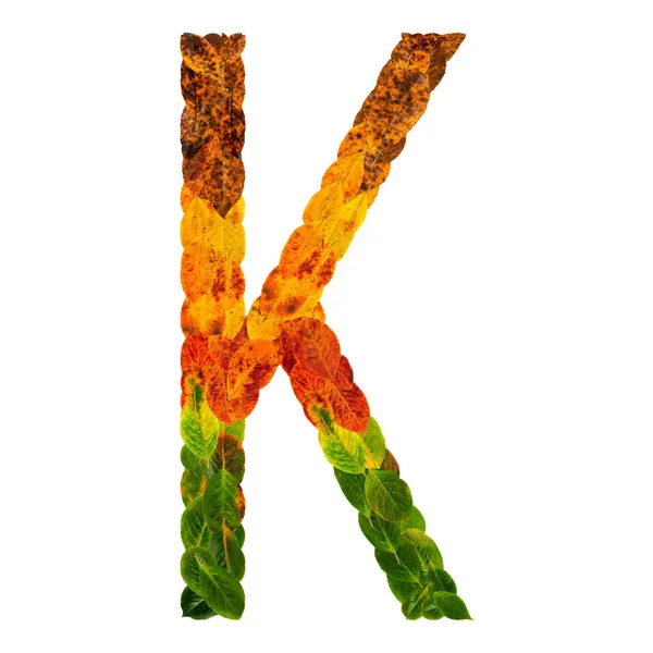 가 단풍 밝은 편지 K. 자연 잎 흰색 배경에 고립 생활 멀티 레이어. 알파벳 문자 글꼴의 다채로운 문자입니다. 장식, 디자인 비문 요소 자연. — 스톡 사진