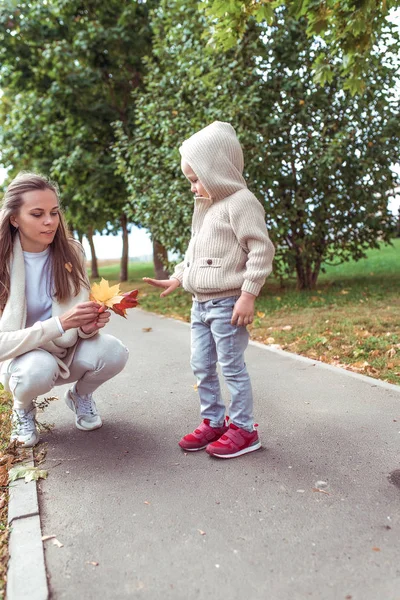 Женщина мать собирает клиновидные листья для ребенка, маленький сын 4-5 лет, осенние деревья задний план, на выходные перерыв на прогулку, случайная теплая одежда с капюшоном . — стоковое фото