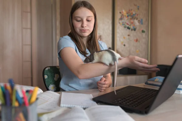 女の子のティーンエイジャー12-15歳、ラット、マウス、ホームノートパソコンのレッスンで再生されます。E教育の距離学習インターネットやビデオ通信.笑顔は放課後のリラックスを楽しむ. — ストック写真