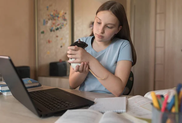 Девочка-подросток держит крысиную мышь, играет в животное, смотрит видео в социальных сетях Интернета, на домашнем досуге электронного образования, на удаленной видеоконференции ноутбука в Интернете. Школьный педагогический колледж . — стоковое фото