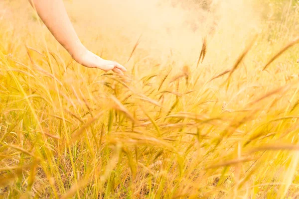 Hand touches wheat. Agriculture. A girl walks across the field. Wheat field. Cereal plants. Girl hand gently touches the ear of the plant.