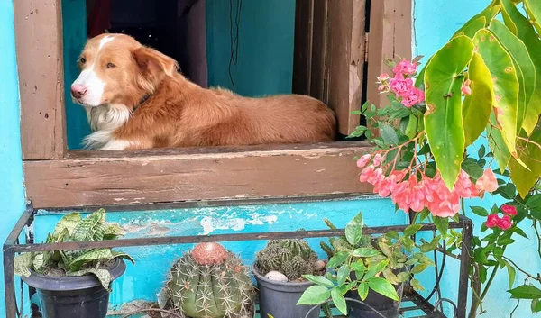 Hond Starend Een Raam Met Planten Eronder — Stockfoto