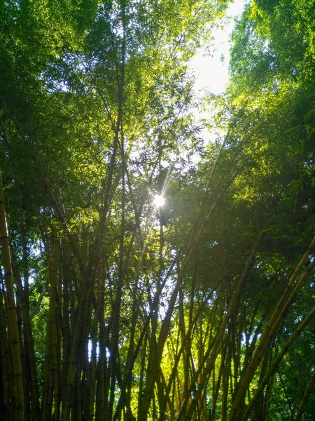 Plantas Bambú Medio Del Sol Selva — Foto de Stock