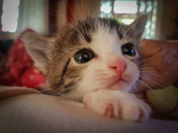 Gatito Mirando Ojos Tristes Hermosa — Foto de Stock