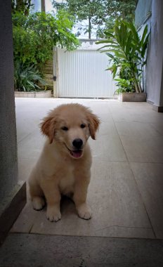 Küçük Golden Retriever hayvanı kameraya bakıyor.