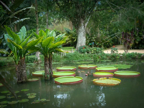 Waterlelie Prachtig Meer Botanische Tuin Rio Janeiro Brazilië — Stockfoto