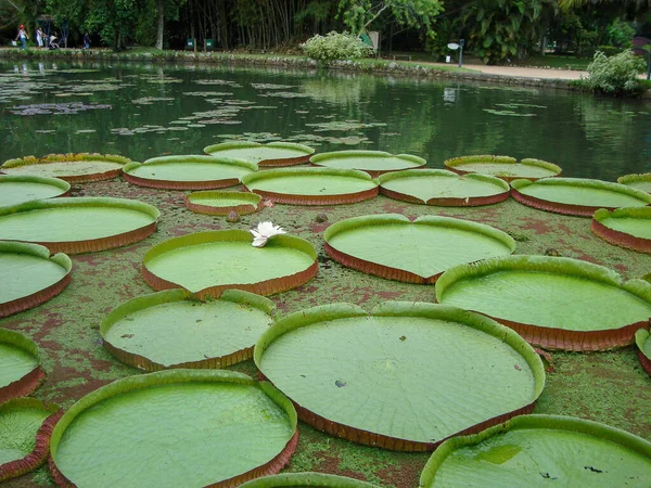 Water Lilly Beautiful Lake Brazil Victoria Regia — Stock Photo, Image