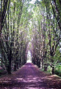 Tunari tepesinden Bolivya 'ya giden bir gezgin.