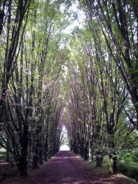 Tunari tepesinden Bolivya 'ya giden bir gezgin.