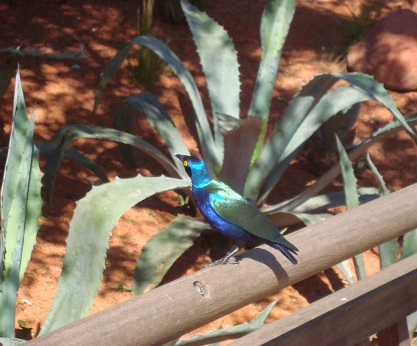 Beautiful Blue Green Bird — Stock Photo, Image