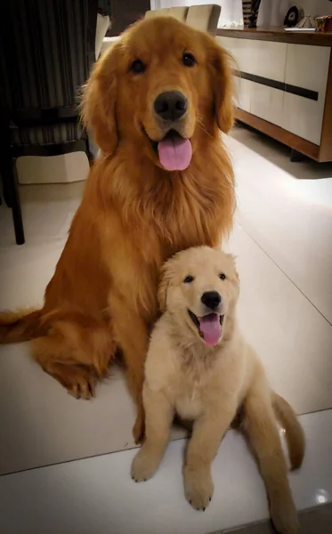 Prachtige Golden Retriever Kijkend Naar Camera Een Kleine Een Andere — Stockfoto