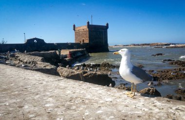 Essaouira, Fas 'taki güzel martı ve antik duvar