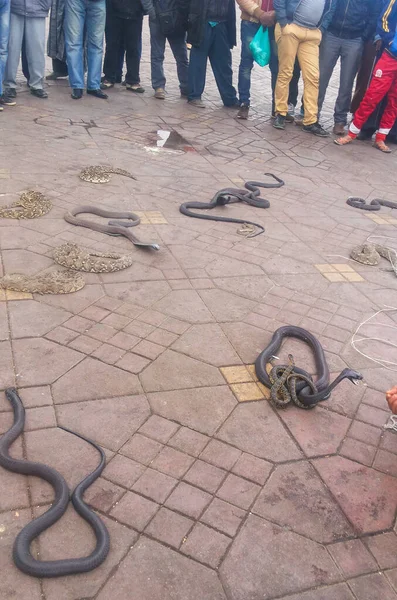Węże Węże Marakesh Plac Djemaa Fna Maroko — Zdjęcie stockowe
