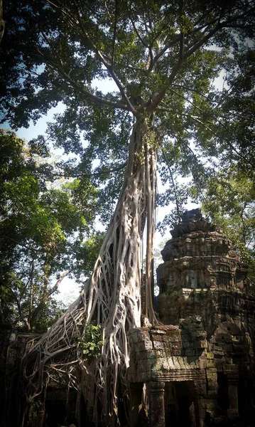 Ruinen Des Tempels Prohm Angkor Wat Alte Khmer Architektur Der — Stockfoto