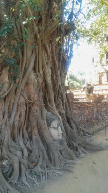 Buda 'nın ağaç köklerinin arasından süzülen yüzünün yan görüntüsü. Bangkok, Tayland yakınlarındaki Ayutthays 'de Wat Mahathat
