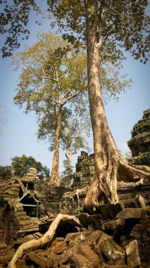 Angkor Wat 'taki Ta Prohm tapınağının kalıntıları. Siem Reap yakınlarındaki Antik Khmer mimarisi, Kamboçya