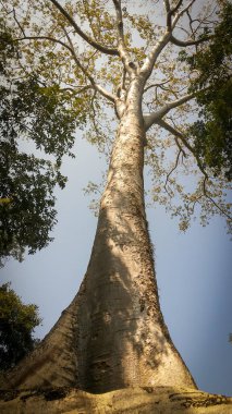 Angkor Wat 'taki Ta Prohm tapınağının kalıntıları. Siem Reap yakınlarındaki Antik Khmer mimarisi, Kamboçya