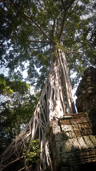 Ruines Temple Prohm Angkor Wat Ancienne Architecture Khmère Près Siem — Photo