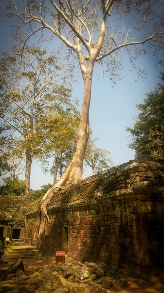 Ruiny Świątyni Prohm Angkor Wat Starożytna Architektura Khmerów Pobliżu Siem — Zdjęcie stockowe