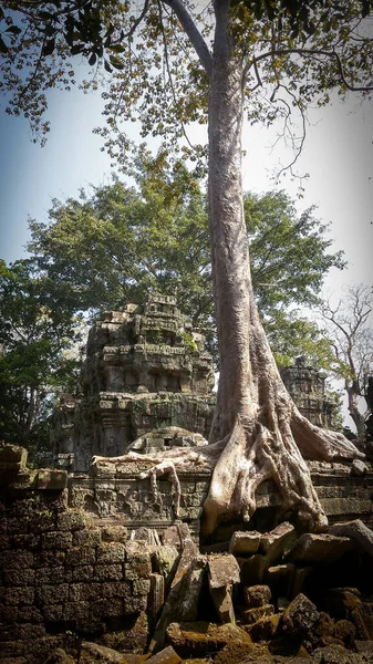 Ruinen Des Tempels Prohm Angkor Wat Alte Khmer Architektur Der — Stockfoto