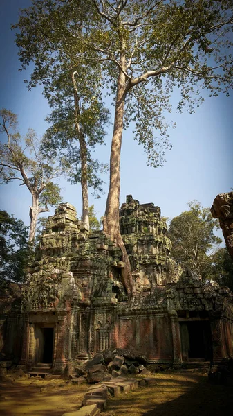 Ruinen Des Tempels Prohm Angkor Wat Alte Khmer Architektur Der — Stockfoto