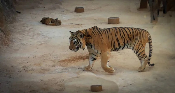 Jogo De Tigre Branco Na Índia Imagem de Stock - Imagem de branco