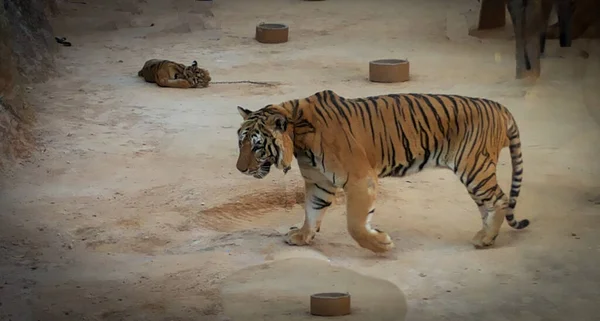 Великий Красивый Тигр Таиланде Спокойствие Одиночество Спокойствие — стоковое фото
