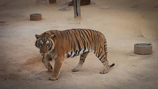 Gran Hermoso Tigre Tailandia Calma Solo Tranquilo — Foto de Stock