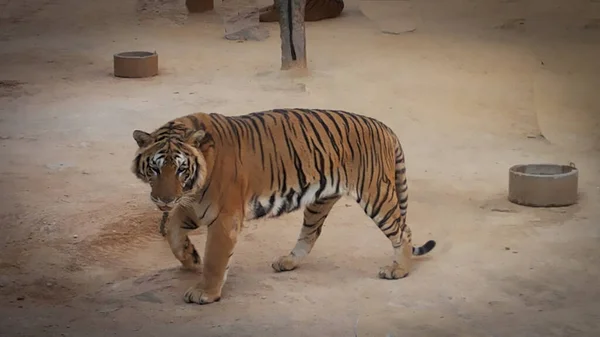 Grande Belo Tigre Tailândia Calmo Sozinho Tranquilo — Fotografia de Stock