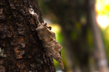 Pupa Böceği bir bagajın üzerinde