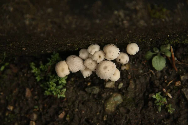 Bitkilerle çevrili, rutubetli beyaz mantar.
