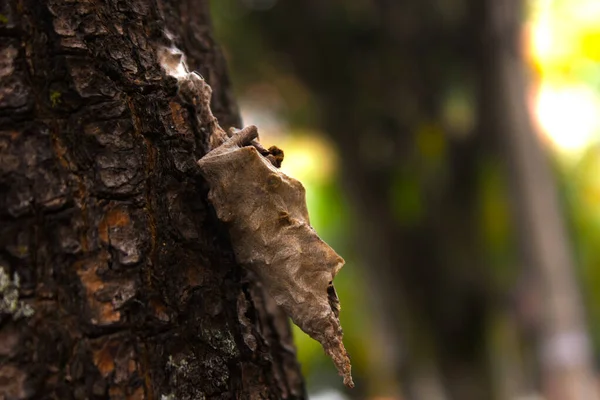 Pupa Böceği bir bagajın üzerinde