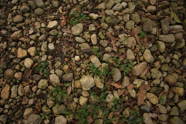 植物和地面的道路 从顶部 — 图库照片