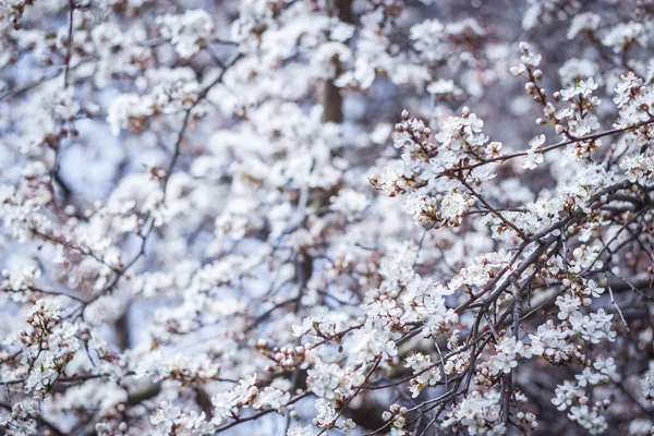 Blommande våren fruktträd — Stockfoto