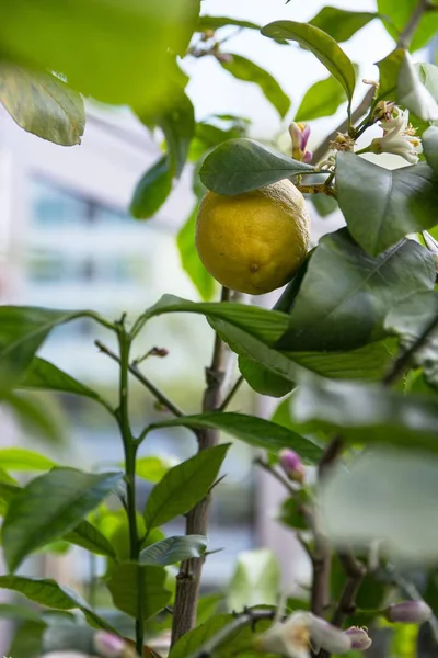 Лимонное дерево на открытом воздухе — стоковое фото