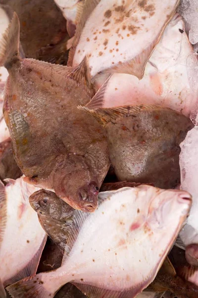 魚市場で新鮮なヒラメ — ストック写真