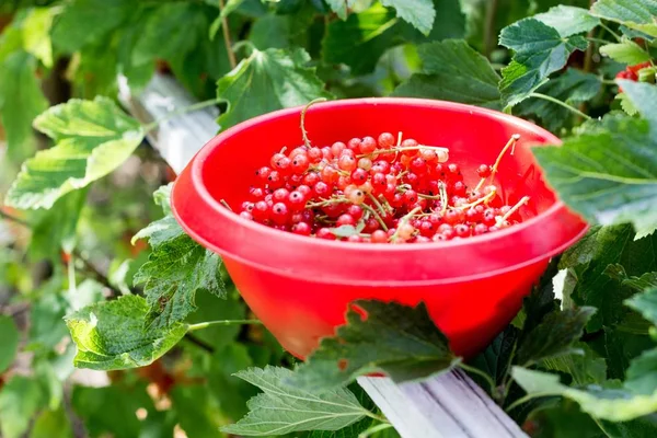 Ribes rosso nella ciotola rossa — Foto Stock