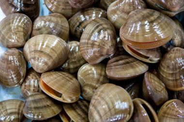 taze istiridye - deniz ürünleri