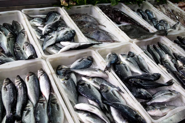 市場の新鮮な魚 - 魚のシーバス — ストック写真