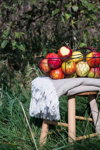 Одеяло и органические осенние яблоки в корзине на деревянном столе в саду — стоковое фото