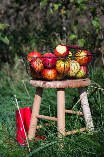 红色的靴子和有机秋天苹果在篮子里，在果园里的木桌上 — 图库照片