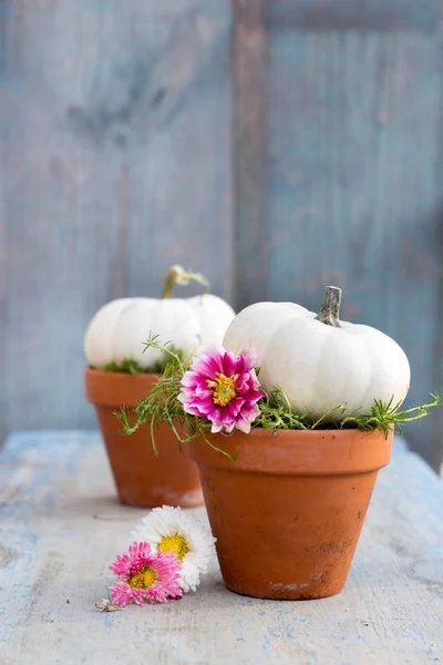 Calabazas Baby Boo Blanco Una Olla Cerámica Flores Dalia Rosa — Foto de Stock