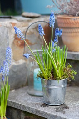 Bahçedeki bahar süslemesi - mavi muscari çiçekleri metal bir saksıda ve mavi mumlu lampion
