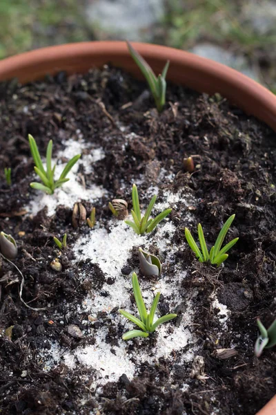 Small Growing Tulips Muscari Flowers Pot — Stock Photo, Image