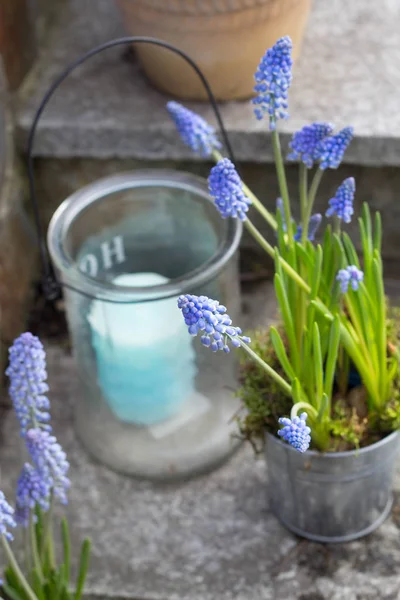 Lentedecoratie Tuin Blauwe Muscari Bloemen Een Metalen Bloempot Lampion Met — Stockfoto