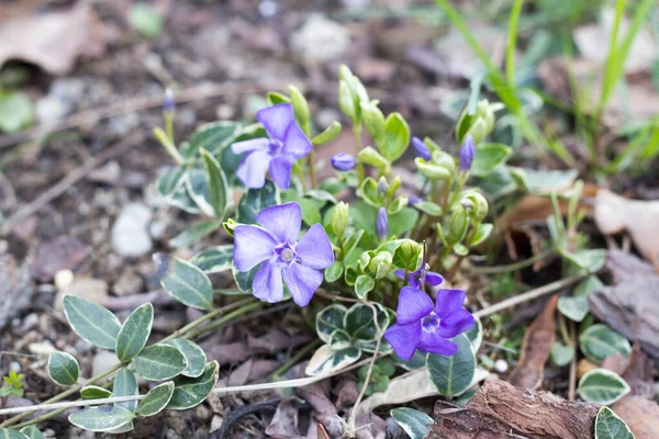 Vinca Minor Periwinkle Φυτό Ανθίζει Ανοιξιάτικα Λουλούδια — Φωτογραφία Αρχείου