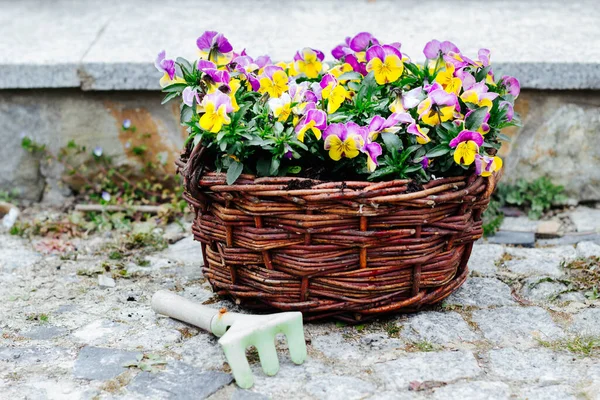 Colorful Spring Flowers Pansies Wicker Basket Gardening Time — Stock Photo, Image