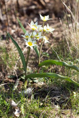 Türkistan laleleri - botanik laleleri
