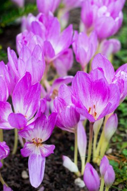 Narin mor çiçekler Colchicum sonbahar gülü