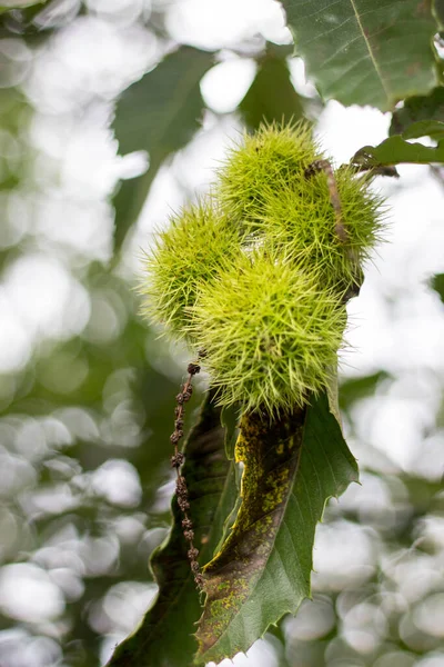 Frische Kastanien Auf Dem Baum — Stockfoto